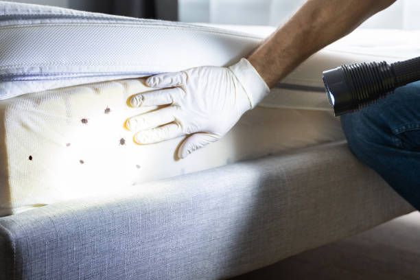 Flea Control Services in Big Stone Gap, VA
