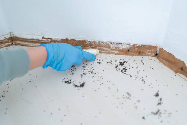 Best Exterminator Services  in Big Stone Gap, VA