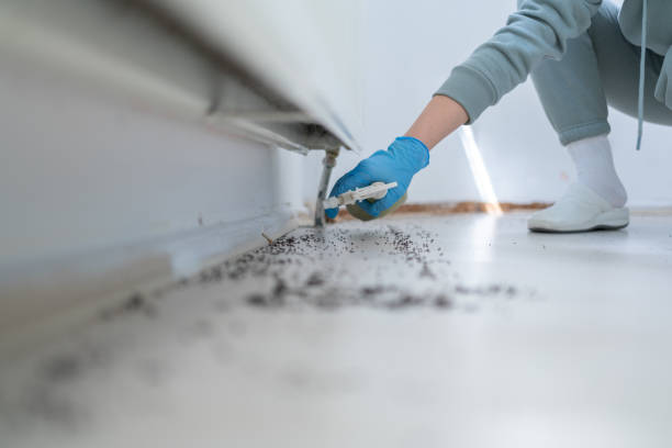 Wasp Removal Services in Big Stone Gap, VA